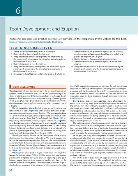 Tooth Development and Eruption in Odontogenesis (Unit 2) - Studocu