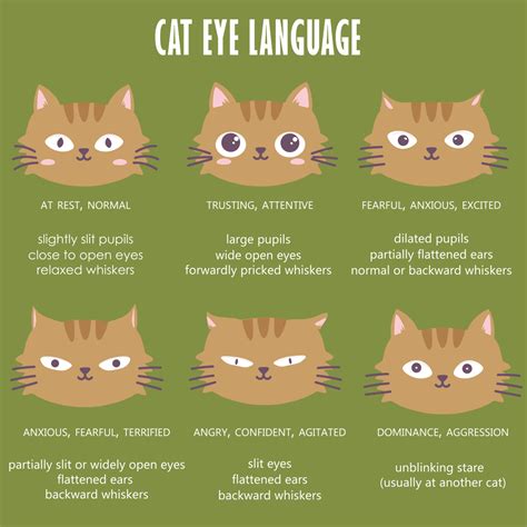 Cat Body Language Chart and Pictures | Cat language, Kitten care, Cat care