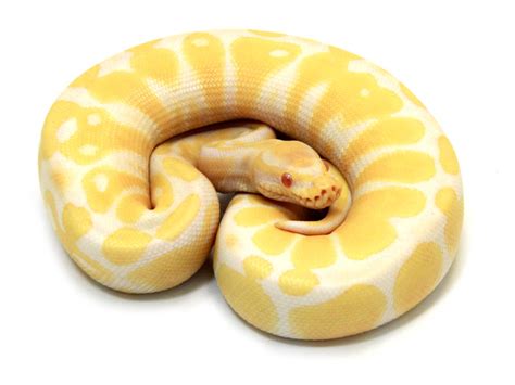 Albino – Markus Jayne Ball Pythons