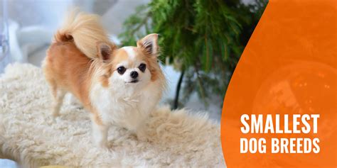 20 Smallest Dog Breeds – Teacup, Miniature, Mini & Toy Dog Breeds
