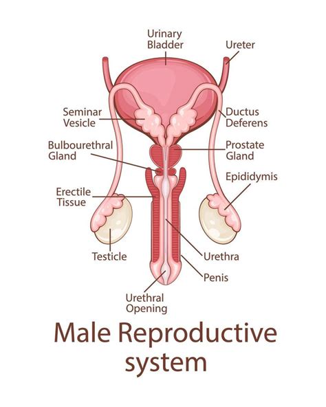 Image result for How to Draw a Male Reproductive System