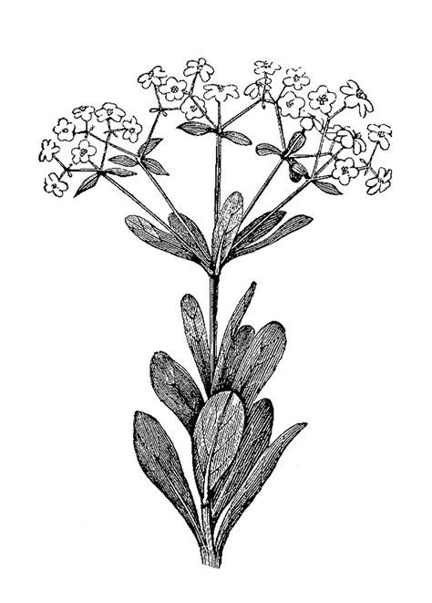botanical illustration black and white
