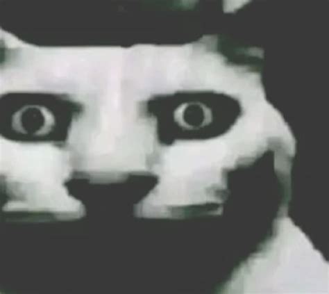 Scared Cat Meme