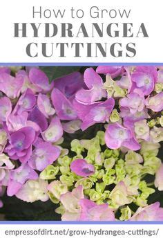 11 Propagating hydrangeas ideas | propagating hydrangeas, planting ...