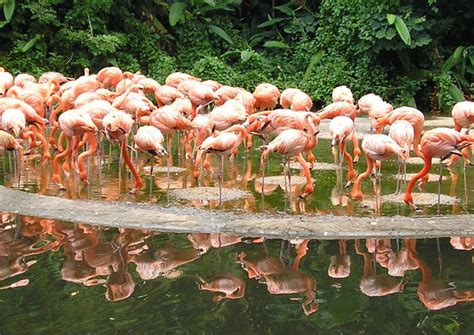The 10 Best Jurong Bird Park Tours & Tickets 2019 - Singapore | Viator