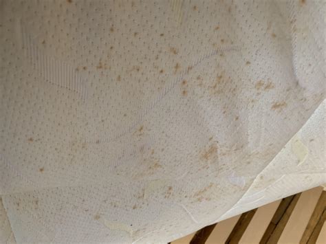 Entire underside of bed covered in stains/spots like these. Have never ...