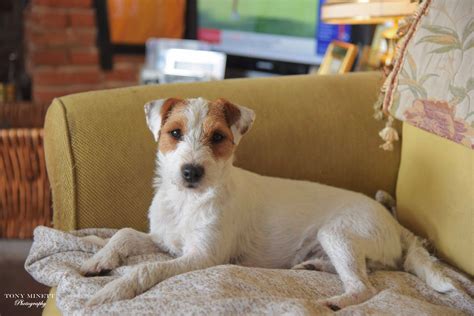 What Is The Difference Between A Jack Russell And A Parson Russell