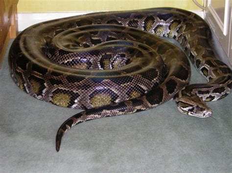 Image result for Indian Python Snake