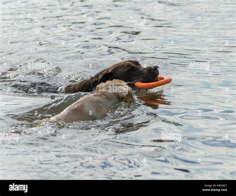 Image result for Adult Labrador