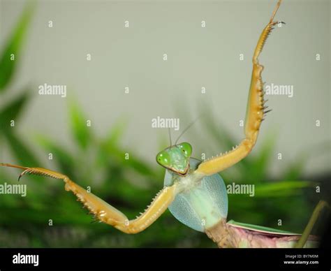 Giant praying mantis hi-res stock photography and images - Alamy