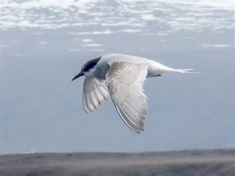 Kerguelen Tern - eBird