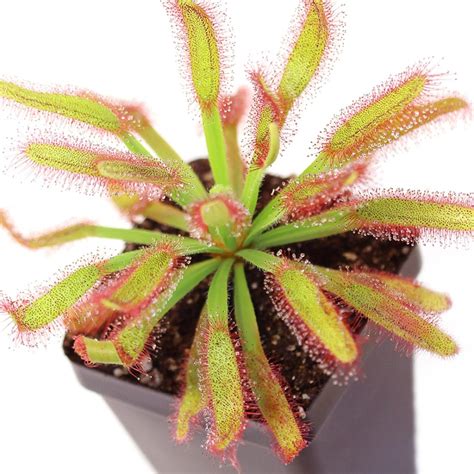 Drosera 'Hercules' - Cape Sundew | Curious Plant