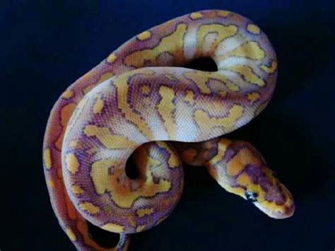 Image result for Beautiful Ball Python