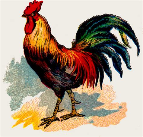 19 Rooster Images! - The Graphics Fairy