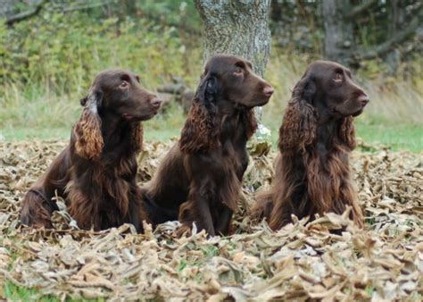 German Spaniel vs Boykin Spaniel - Breed Comparison