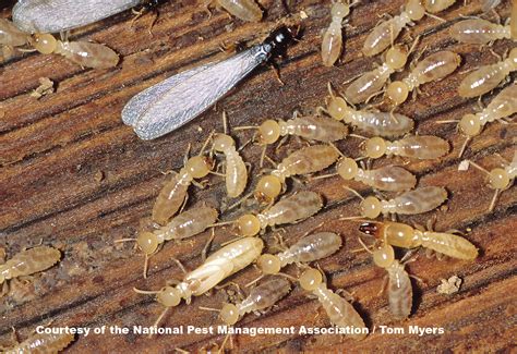 Termite Facts for Kids: Termite Information for Students