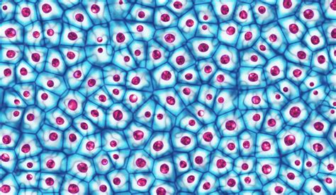 Stem Cell Process 的图像结果