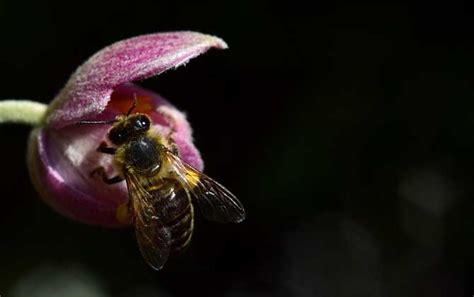 蜜蜂入屋筑巢是什么征兆？ - 蜜蜂知识 - 酷蜜蜂