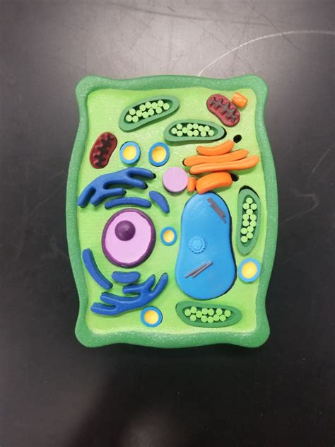 Plant Cell 3d Model Clay