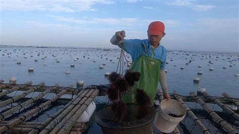 中国首家鲍鱼养殖企业获ASC认证_海产专题（海产品专题）_水产养殖网