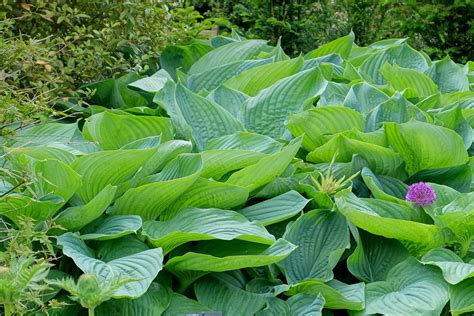 Empress Wu Hosta