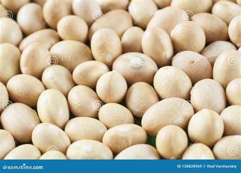 Small White Beans of Nevi Variety Close-up. Macro Shot Stock Image ...