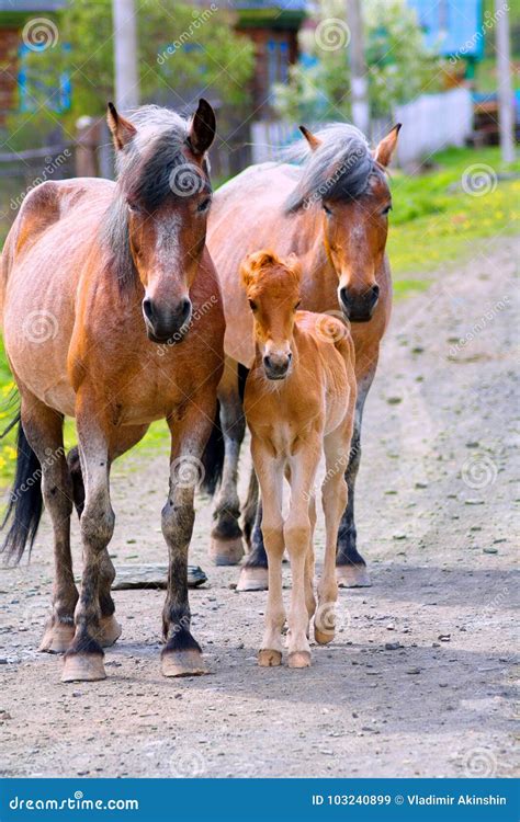 Portrait of a horse family stock image. Image of ungulates - 103240899
