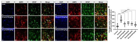 Effects of Sildenafil on the Recovery of Cognitive Function and the ...