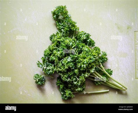 How to Use Fresh Curled Parsley 的图像结果