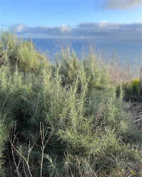 Plant FAQs: California Sagebrush - Artemisia Californica