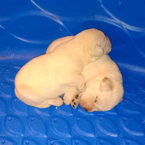 White Lab Puppies For Sale - A&B Labradors In Alabama