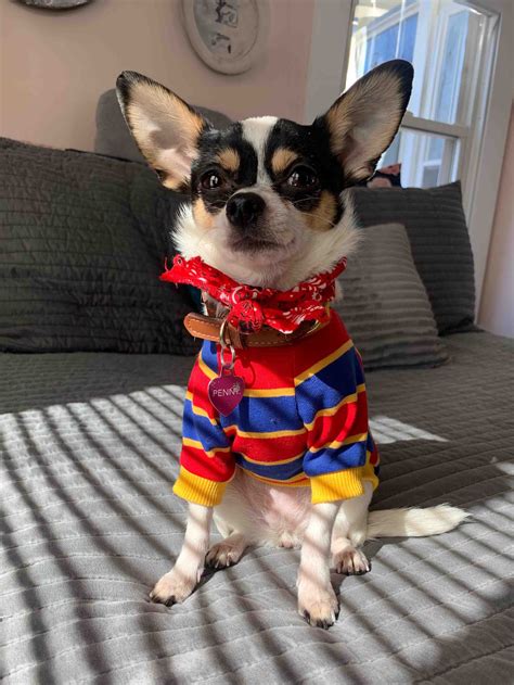 Do Chihuahuas Shed? | Shedding Tips & Dog Clothes – Fitwarm