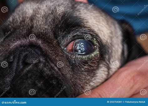 How Do I Treat My Dogs Scratched Eye