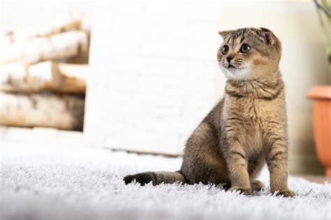 Vet Patient Gallery | Vet Clinic In Reidsville, NC