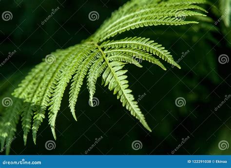 Fern. a Flowerless Plant that Has Feathery or Leafy Fronds and R Stock Photo - Image of forest ...