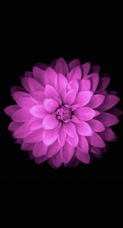 Download Flower In Purple Iphone Wallpaper | Wallpapers.com