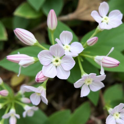 Polygonum persicaria – Pharmacie Place de la Victoire