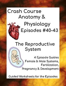 Image result for Crash Course Reproductive System