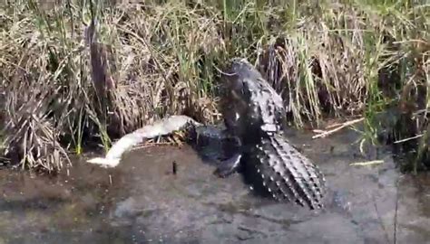 Image result for Alligator and Python Fight