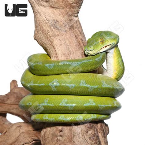 Image result for Adult Green Tree Python