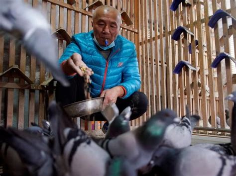 In Pictures: China's Pigeon Fanciers Race For Fame And Fortune