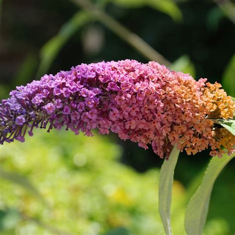 Bicolor Butterfly Bush | Plant Addicts