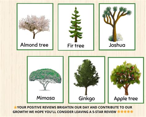 Tree Flashcard 的图像结果