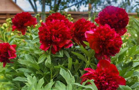 Learn the Meaning of Peony Flower by Color: Explore Their Rich Meaning ...