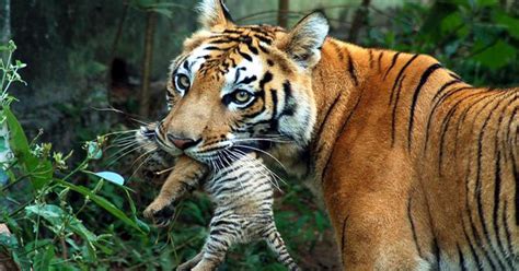 Tiger Population In Assam's Manas National Park Went Up 50 Percent In ...