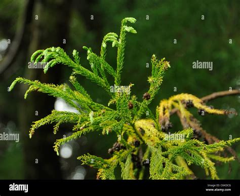 Japanese Red-cedar, cryptomeria japonica Stock Photo - Alamy