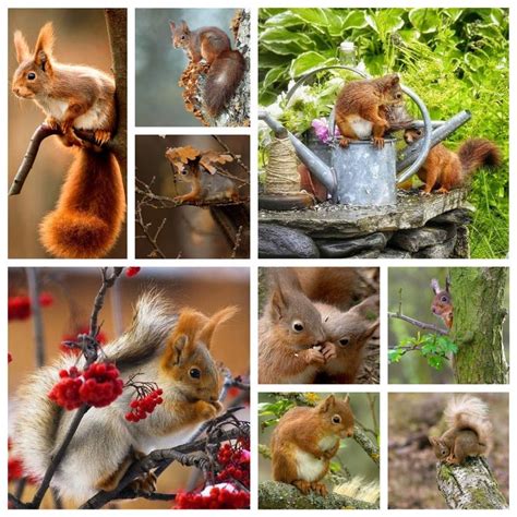 Autumn squirrels | Autumn, Outdoor decor, Bird