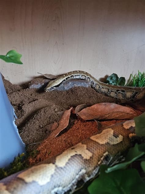 Image result for Woman Bit by Retic Python