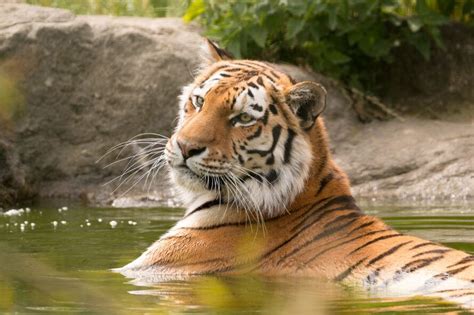 The very important key role tigers play to the ecosystem