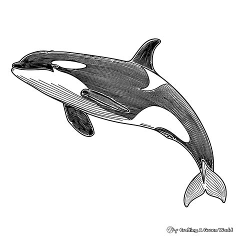 Orca Whale Coloring Page Coloring Mandala: Whale In Front Of A Sunset